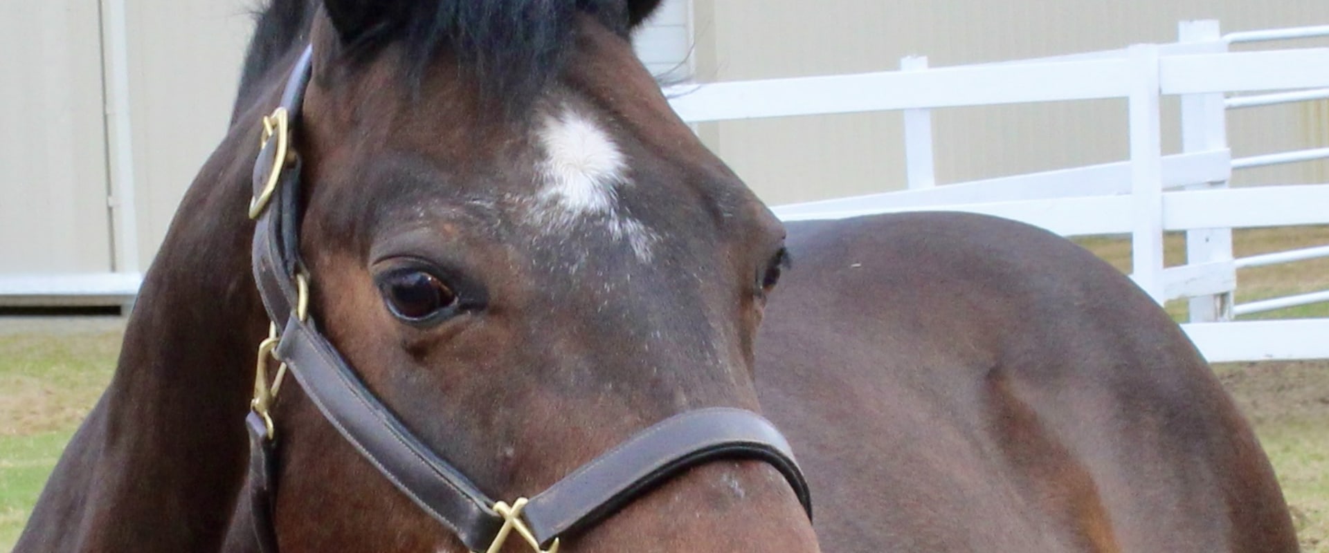 The Expert's Guide to Registering for Horse Shows in Southwestern Missouri