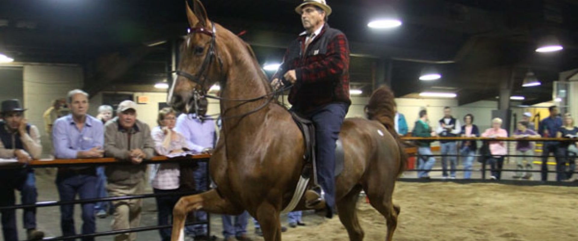The Exciting World of Horse Shows in Southwestern Missouri