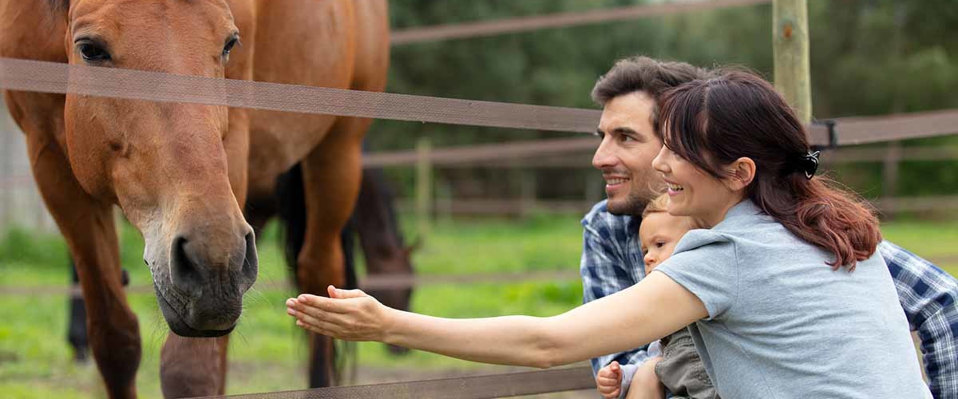Maximizing Opportunities for Vendors at Horse Shows in Southwestern Missouri