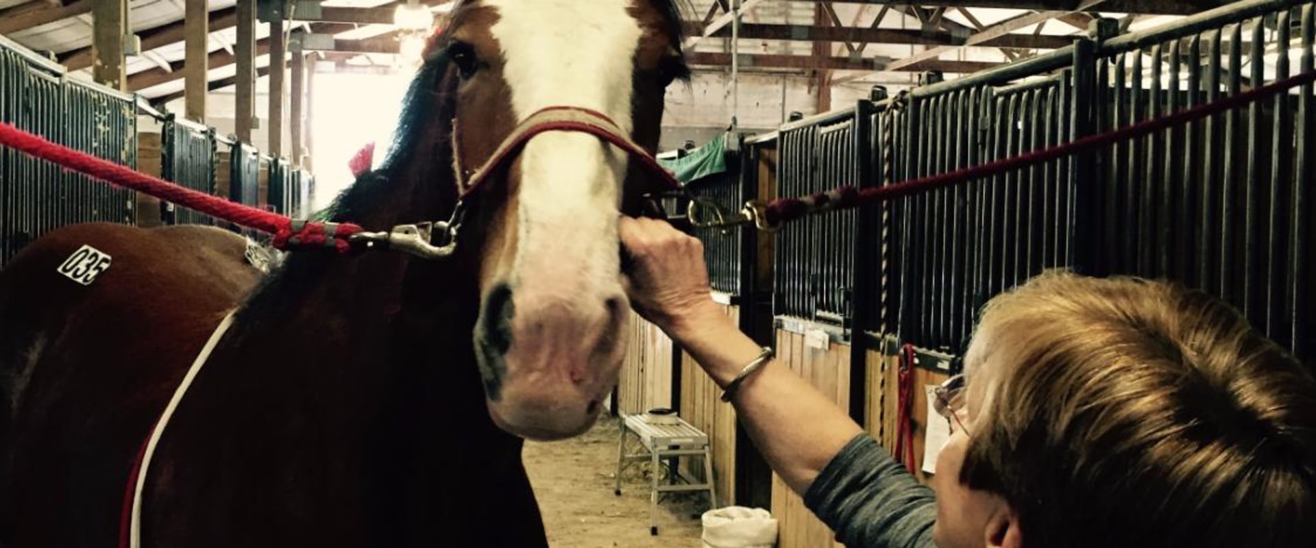 The Ultimate Guide to Accommodations for Horse Shows in Southwestern Missouri