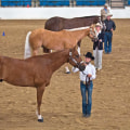The Average Duration of Horse Shows in Southwestern Missouri