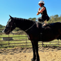 The Ultimate Guide to Horse Shows in Southwestern Missouri