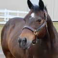 The Expert's Guide to Registering for Horse Shows in Southwestern Missouri
