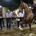 The Exciting World of Horse Shows in Southwestern Missouri