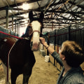 The Ultimate Guide to Accommodations for Horse Shows in Southwestern Missouri