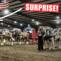 Mastering the Art of Entering Multiple Horses in a Single Show in Southwestern Missouri