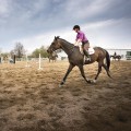 The Controversy of Performance-Enhancing Substances at Horse Shows in Southwestern Missouri
