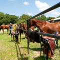 Making Horse Shows Accessible for Disabled Riders in Southwestern Missouri