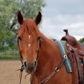 The Cost of Stabling Your Horse at a Show in Southwestern Missouri