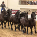 The Fascinating World of Horse Shows in Southwestern Missouri