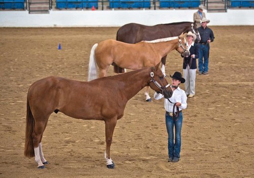 The Average Duration of Horse Shows in Southwestern Missouri