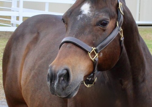 The Expert's Guide to Registering for Horse Shows in Southwestern Missouri