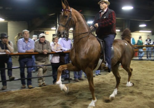 The Exciting World of Horse Shows in Southwestern Missouri