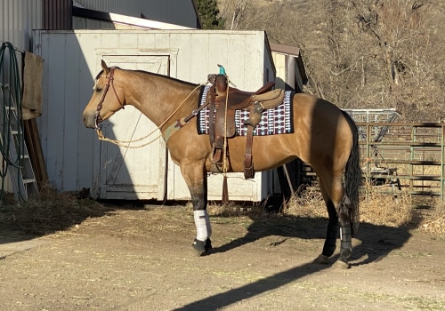 The Ultimate Guide to Dress Code for Horse Shows in Southwestern Missouri: An Expert's Perspective
