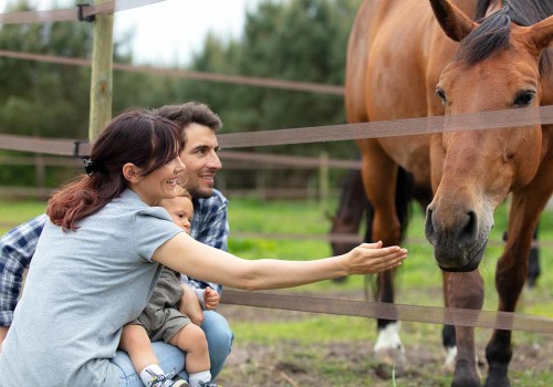 Maximizing Opportunities for Vendors at Horse Shows in Southwestern Missouri