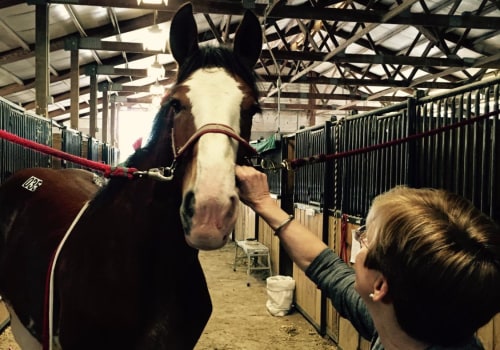 The Ultimate Guide to Accommodations for Horse Shows in Southwestern Missouri