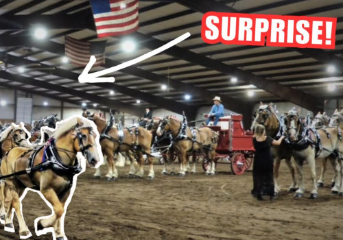 Mastering the Art of Entering Multiple Horses in a Single Show in Southwestern Missouri