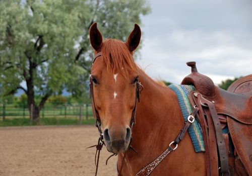 The Cost of Stabling Your Horse at a Show in Southwestern Missouri