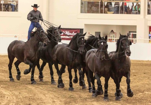 The Fascinating World of Horse Shows in Southwestern Missouri